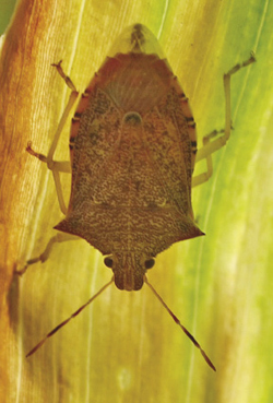 Photograph of spined soldier bug adult.